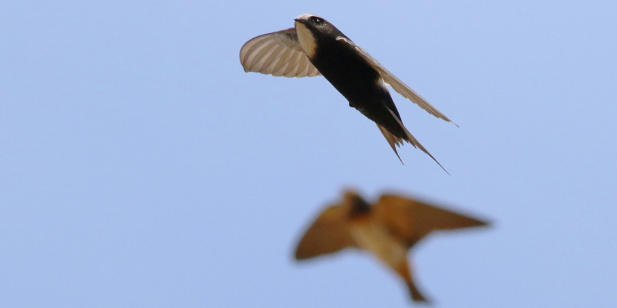 Martinet cafre et hirondelle en vol dans le ciel